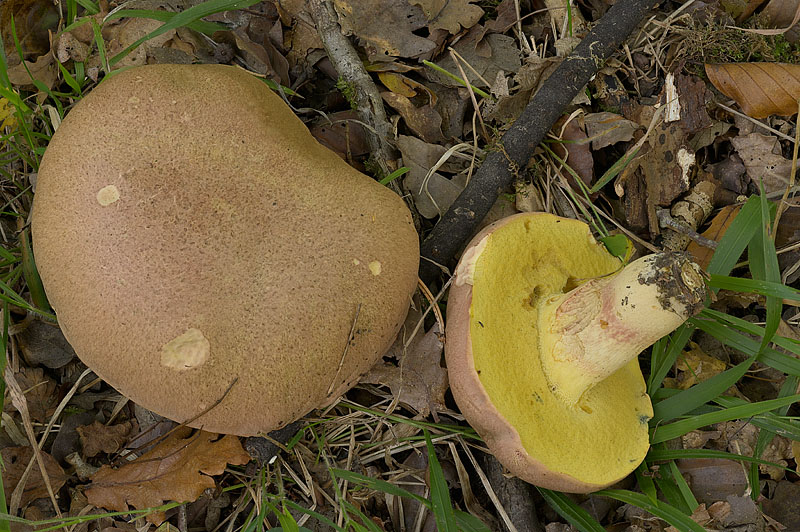 Butyriboletus pseudoregius